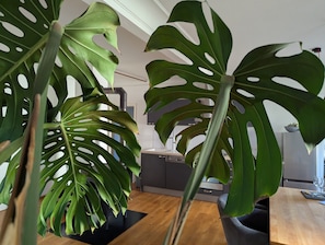 A modern kitchen with a black countertop, a white cabinet, and a potted plant with large green leaves.