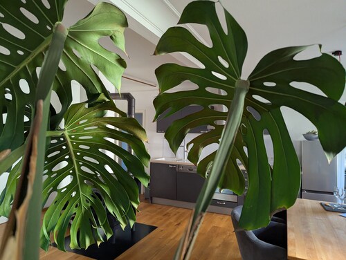 Apartment 'Ferienwohnung Lichtenstein' with Mountain View, Private Terrace and Wi-Fi