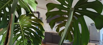 Apartment 'Ferienwohnung Lichtenstein' with Mountain View, Private Terrace and Wi-Fi