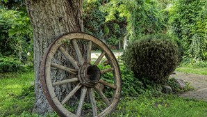 Una gran rueda de madera con radios apoyada contra un árbol en un exuberante jardín.