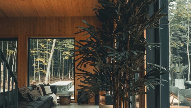 Een modern interieur met een houten plafond, een grote kamerplant, een bank en uitzicht op de omgeving.