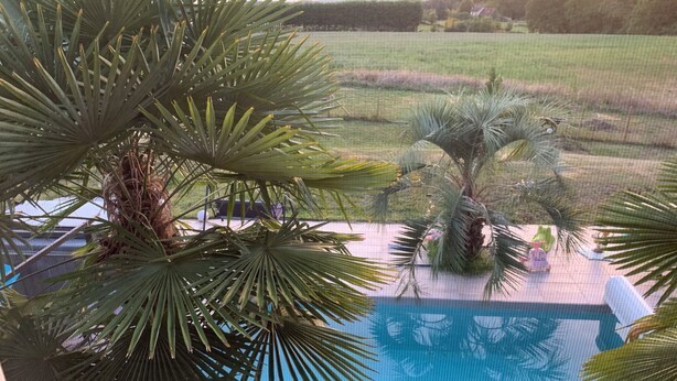 Ein Poolbereich mit Palmen und Blick auf eine Wiese.