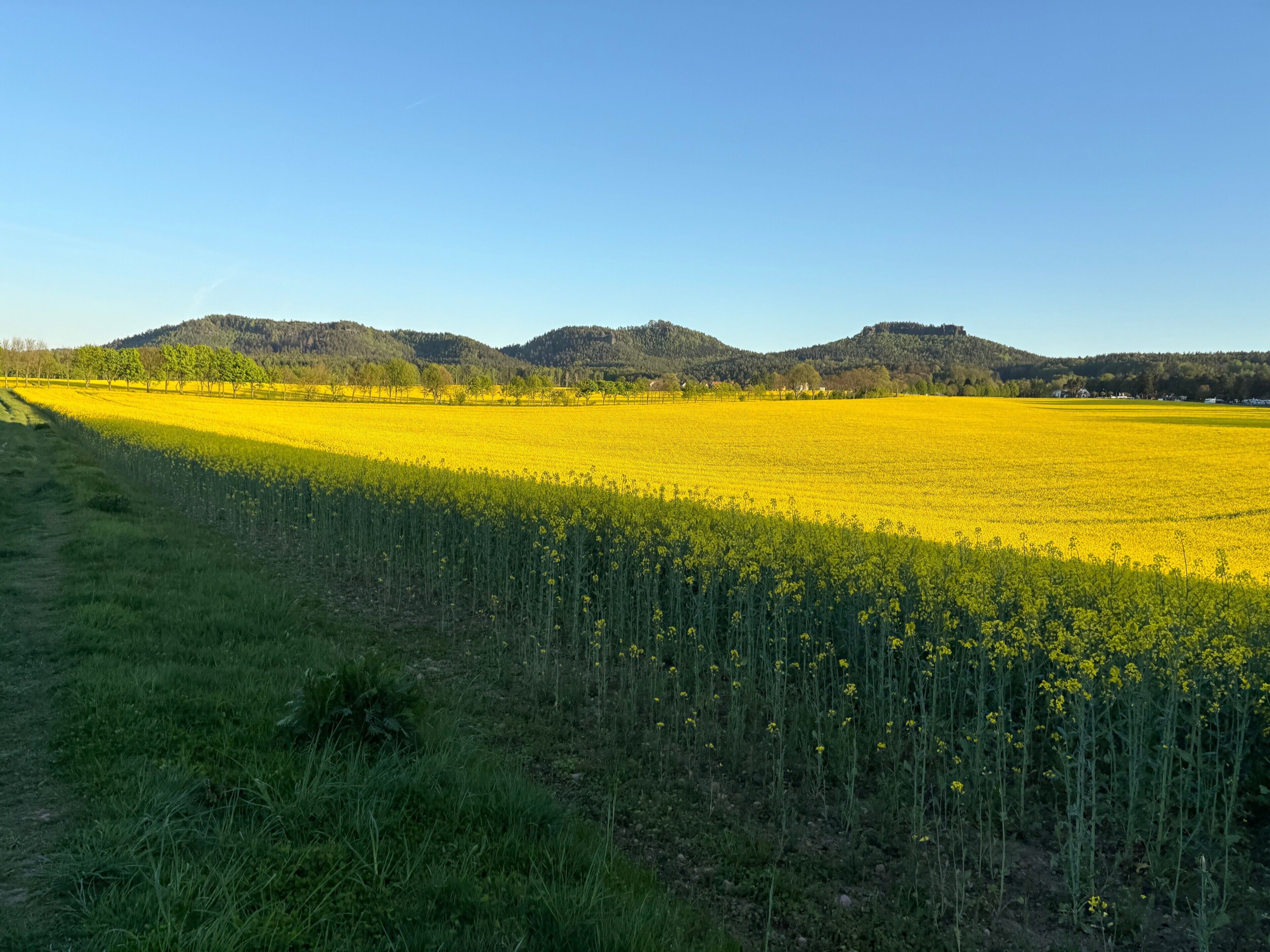 Um campo de flores amarelas com grama verde e um caminho que o atravessa.