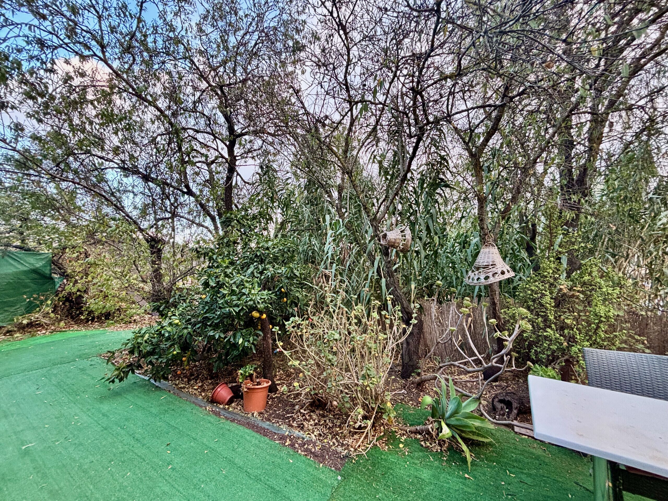 A garden with a variety of plants and trees, a green lawn, and a small table.
