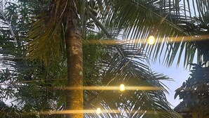 Una palmera con tronco rugoso y follaje denso, adornada con guirnaldas de luces colgando entre sus ramas.