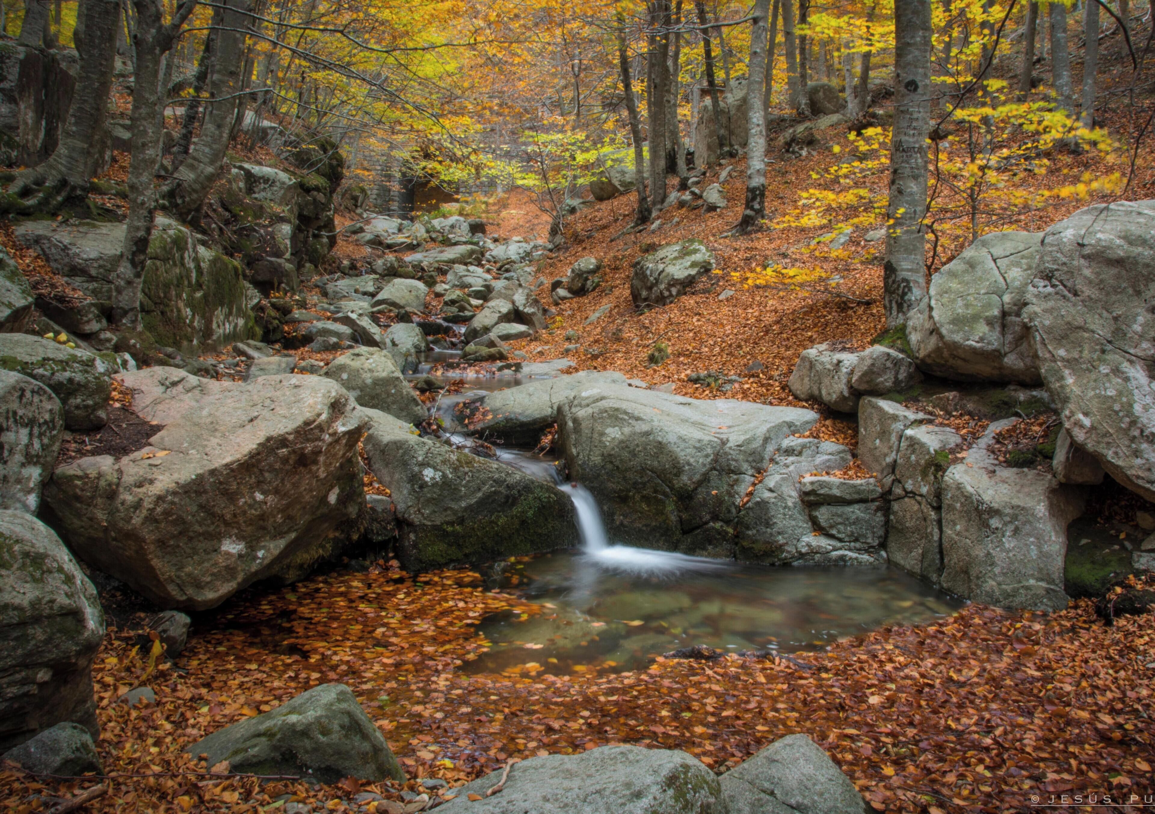 Une zone boisée avec une petite cascade, des rochers et des feuilles mortes.