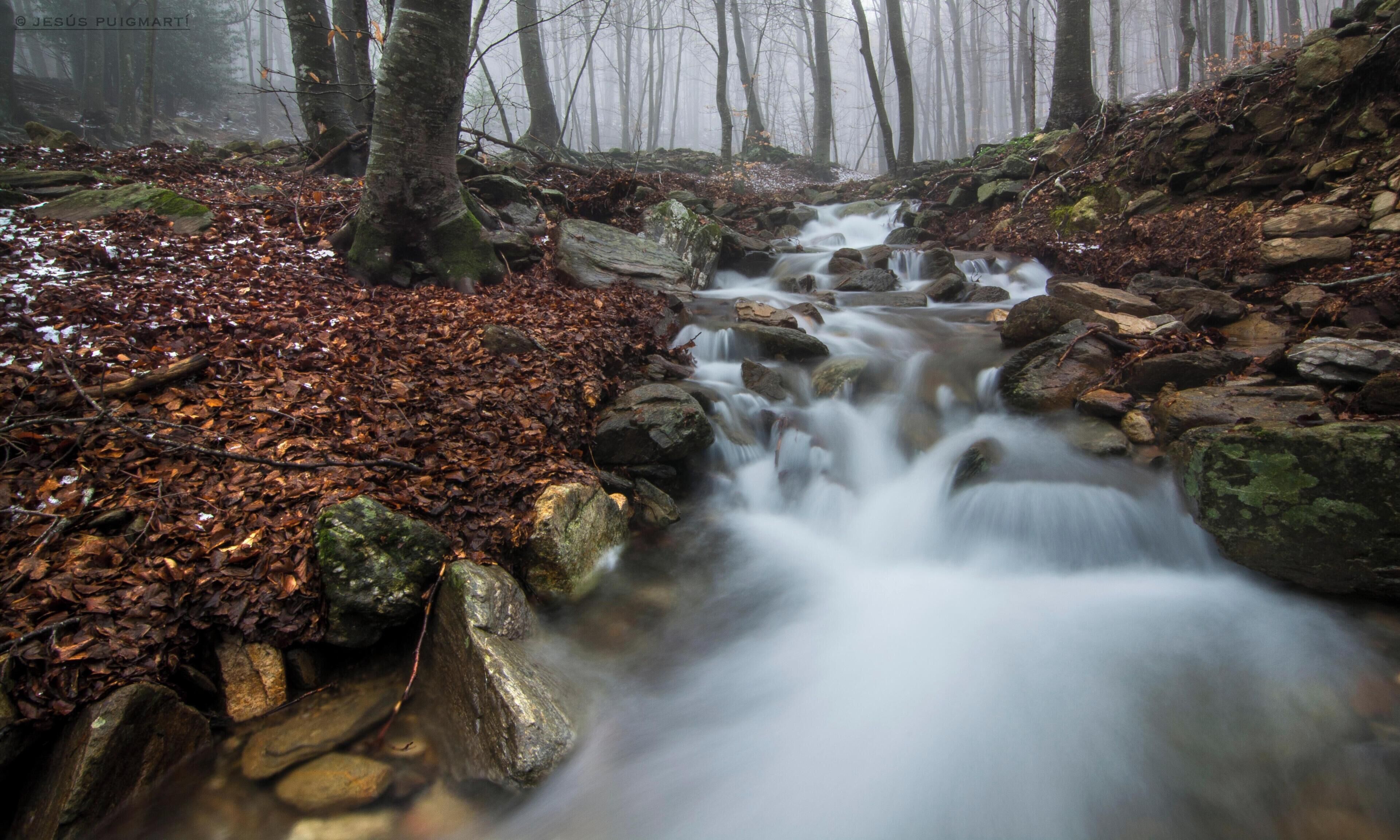 Un arroyo en el bosque, con rocas y hojas caídas.