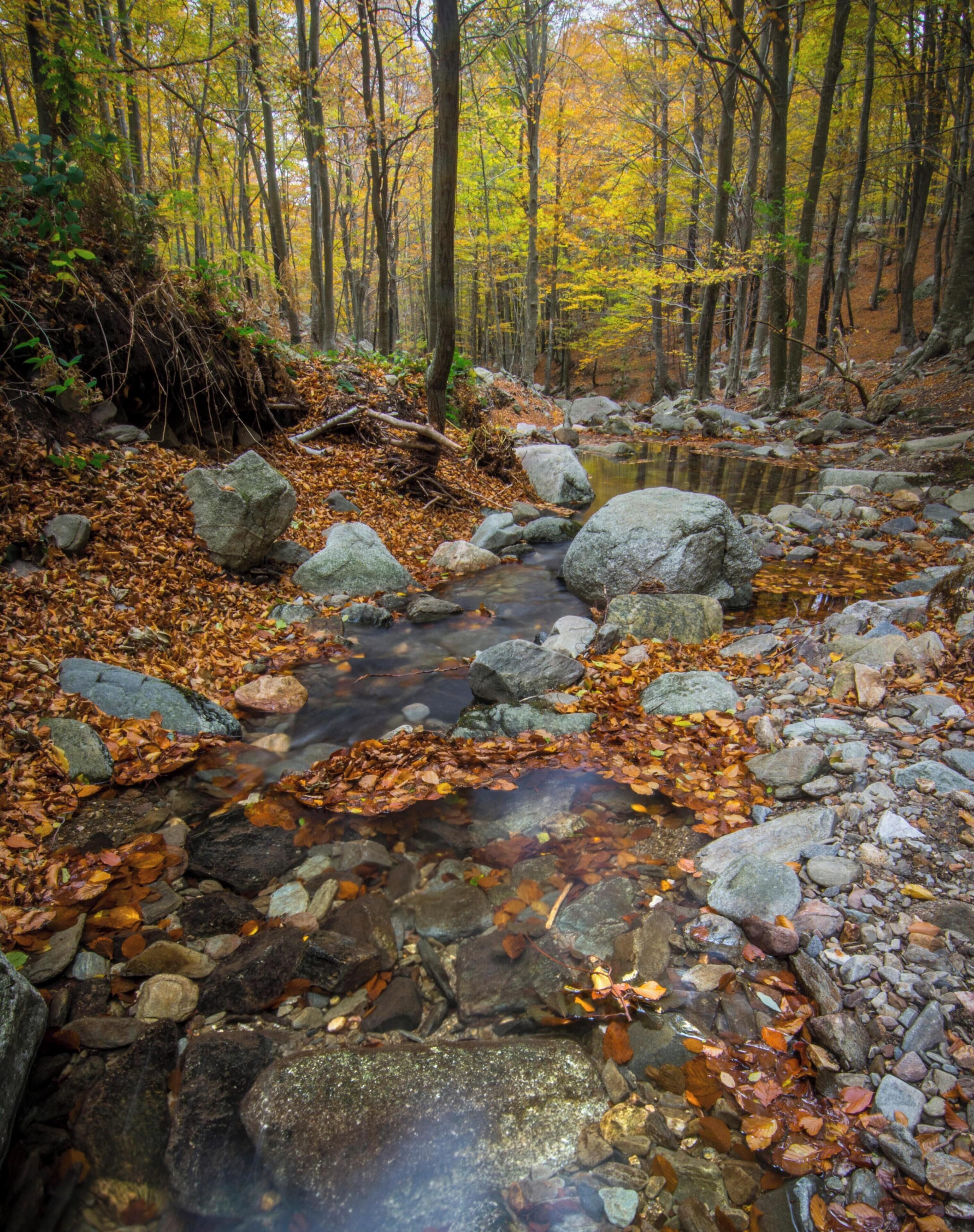 Un ruscello nel bosco, con rocce e foglie autunnali.