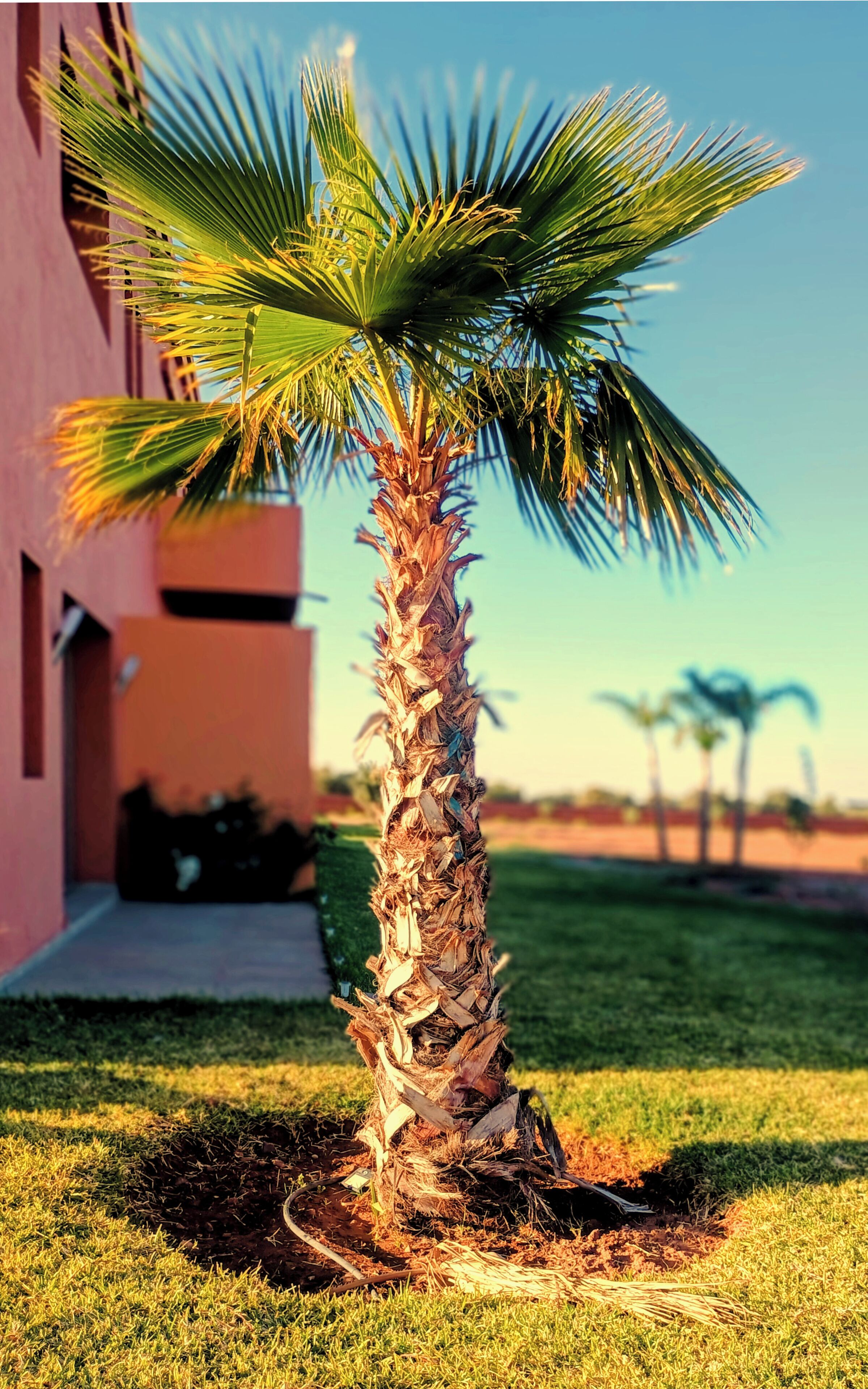 A palm tree in a landscaped area with a building in the background.