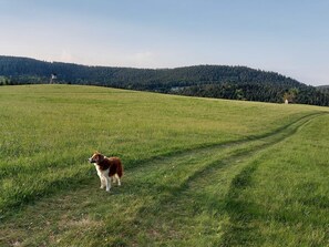Lemmikkiystävällinen