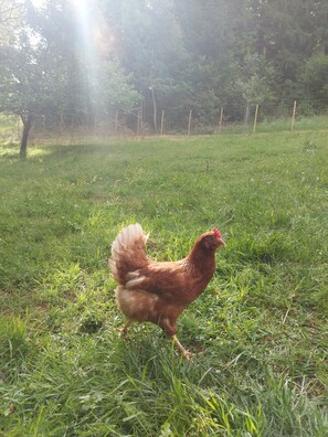 A chicken in a grassy outdoor area with trees and a fence in the background. - Holiday Apartment with Wi-Fi (Lauterbach)