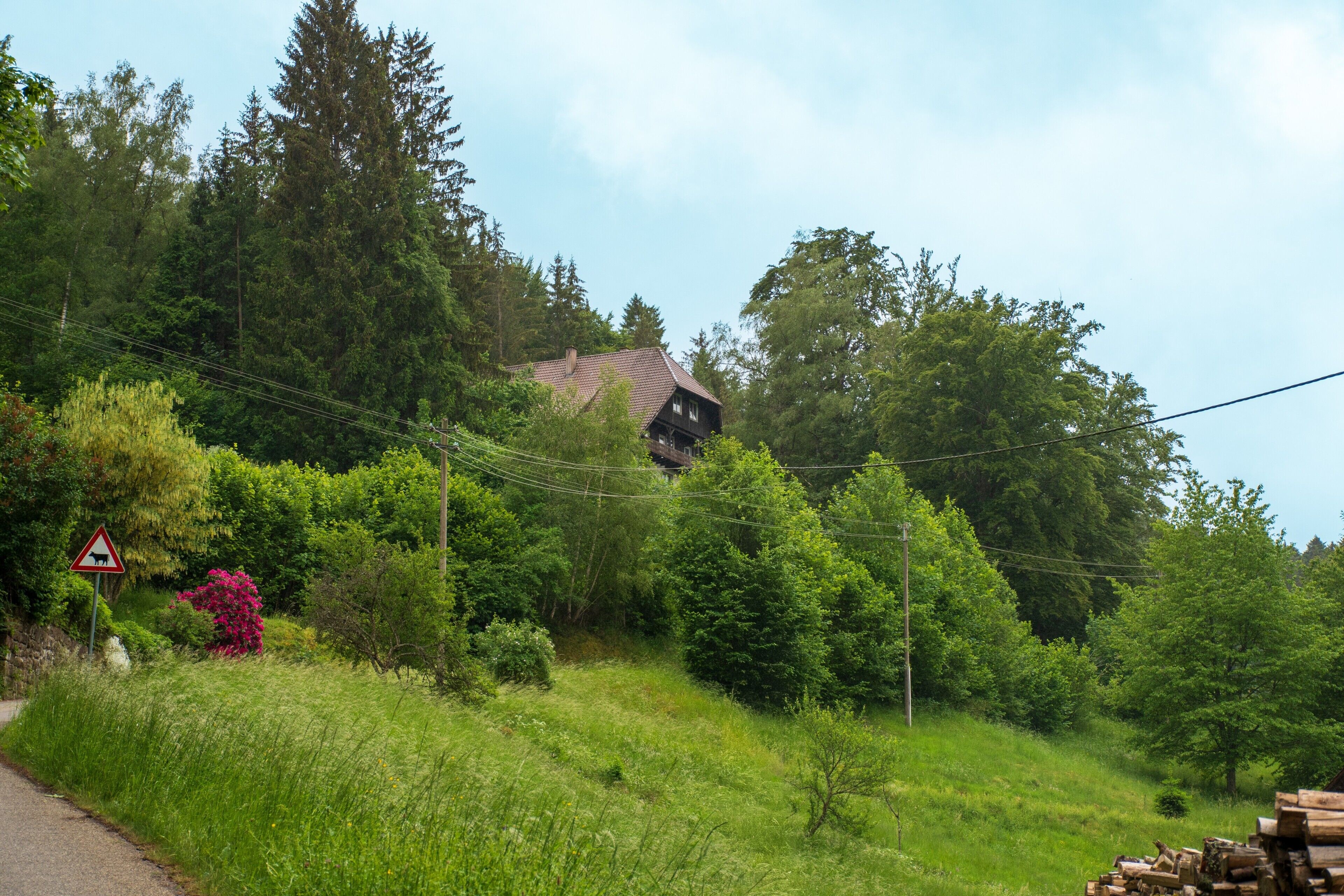 Eine Landstraße mit einem Haus, umgeben von dichtem Wald und einem Warnschild wegen Rinderüberquerung.