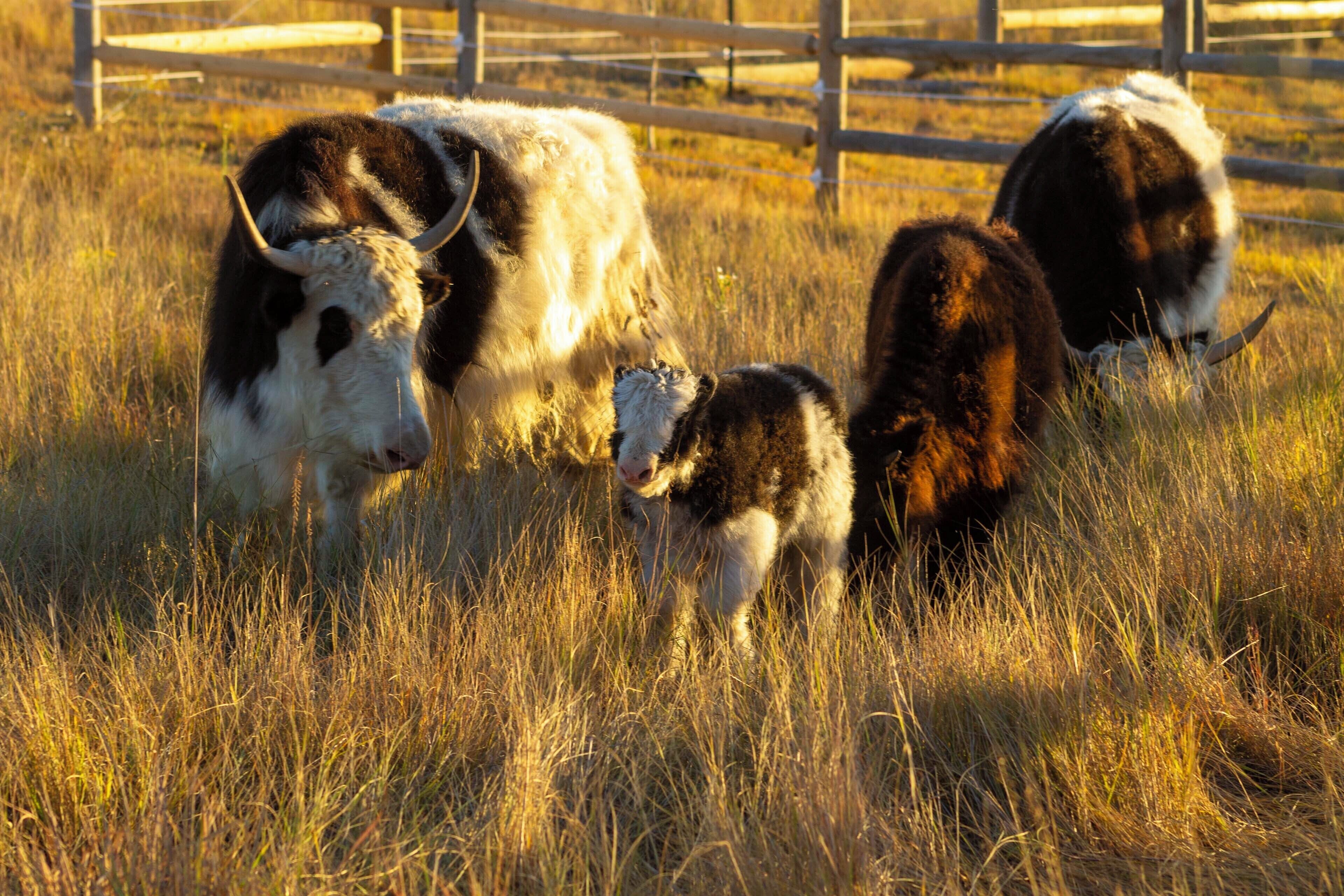 A group of cattle in a grassy field with a wooden fence in the background.