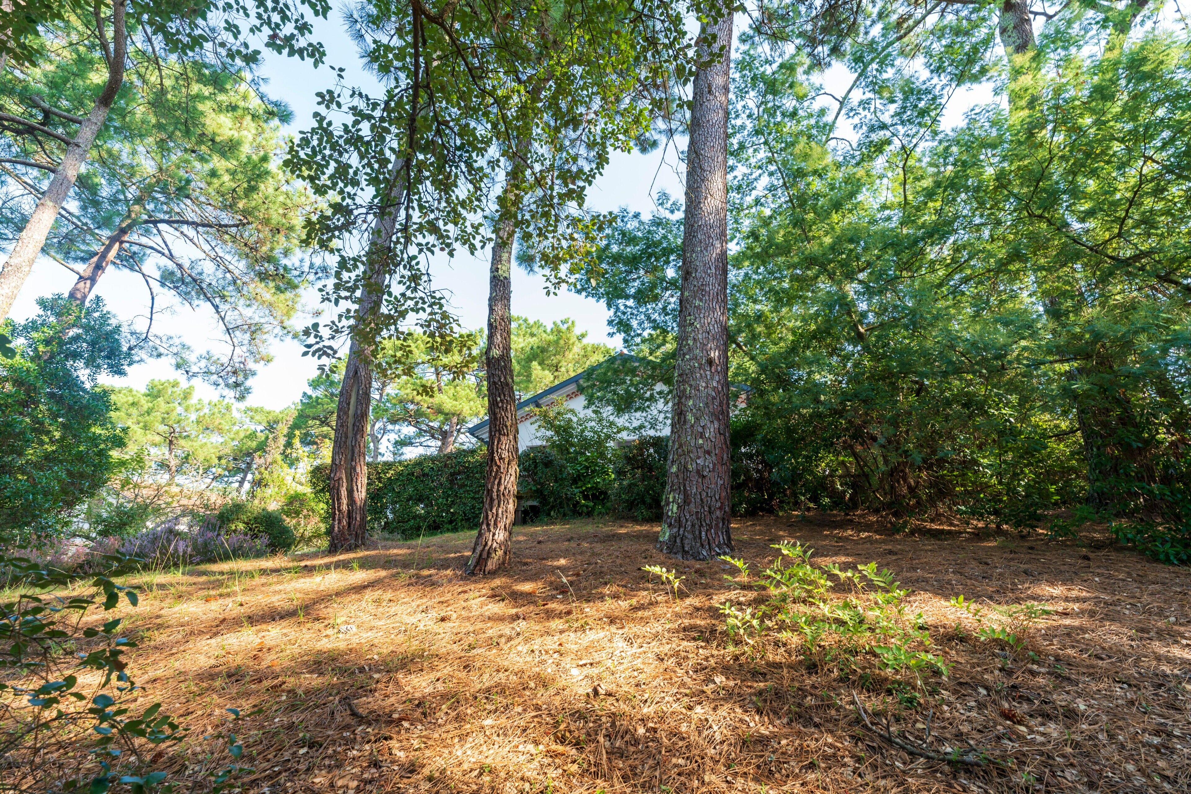 A forested area with tall trees and a clear sky.