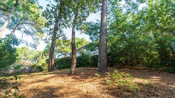 A forested area with tall trees and a clear sky.