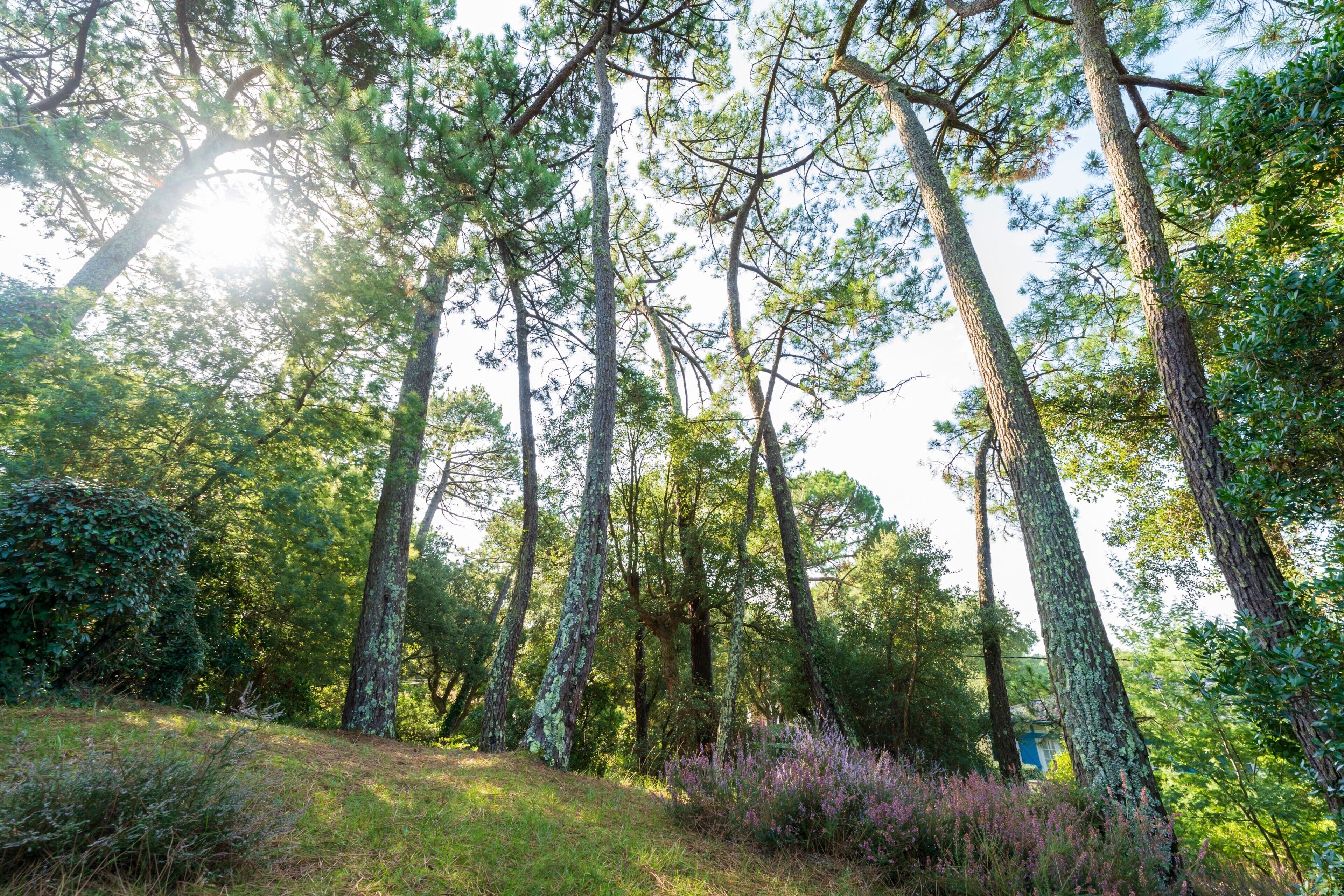 A forested area with tall trees and a small building partially obscured by foliage.