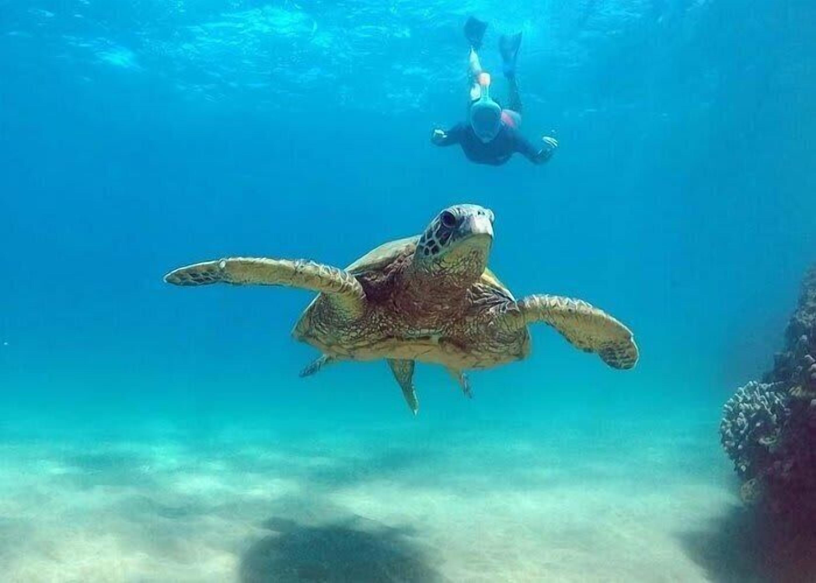 Eine Meeresschildkröte schwimmt unter Wasser, im Hintergrund ein Taucher.