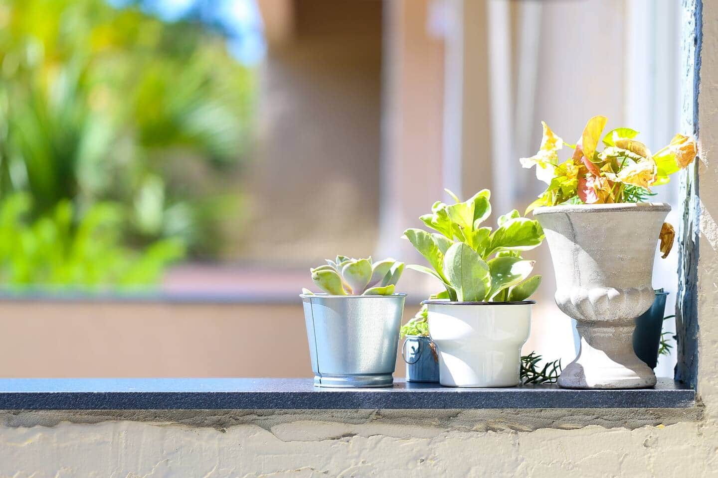 Three potted plants on a ledge.