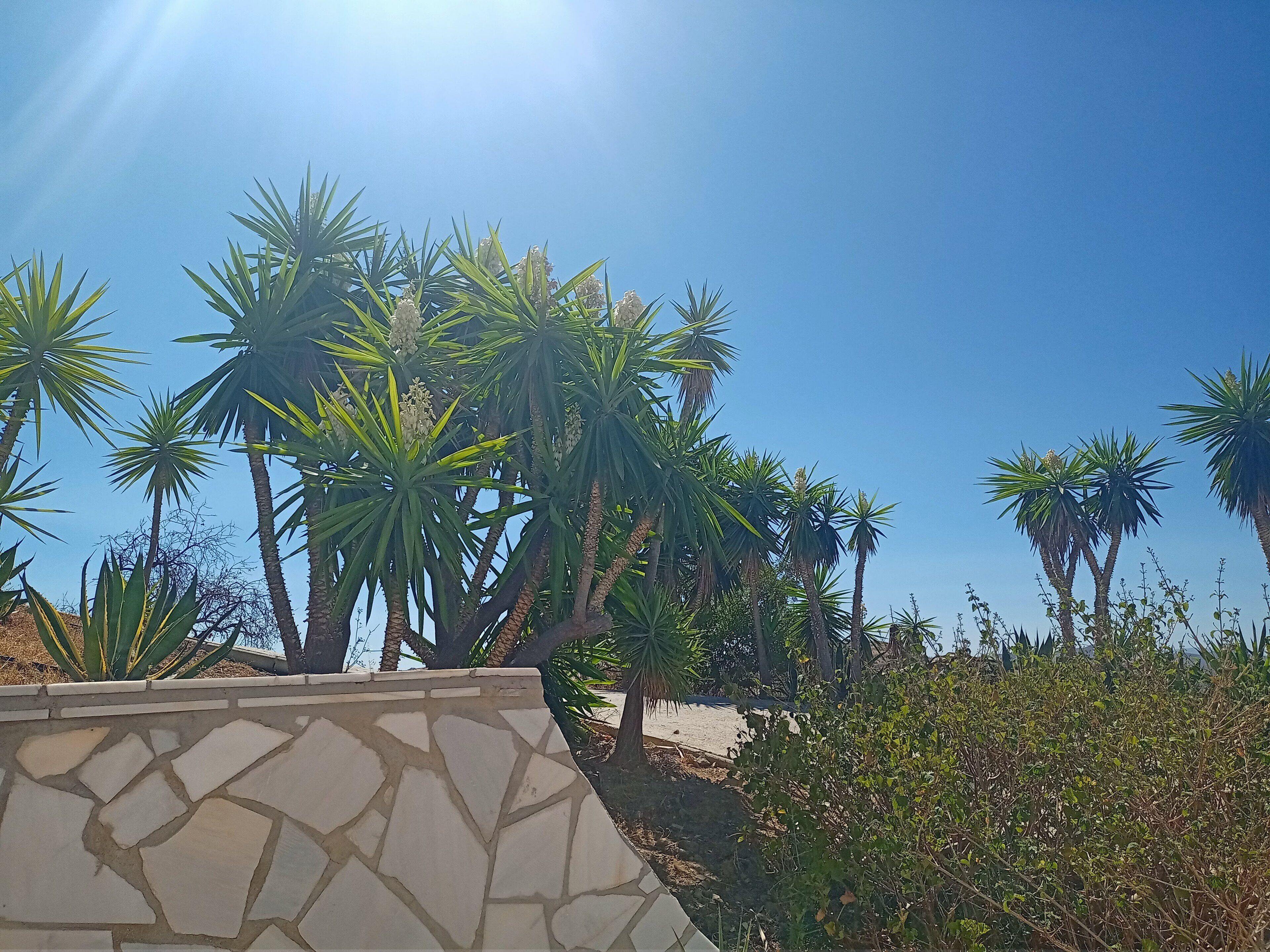 A view of yukkas and other shrubs, seen from the kitchen terrace of Casa Corinna