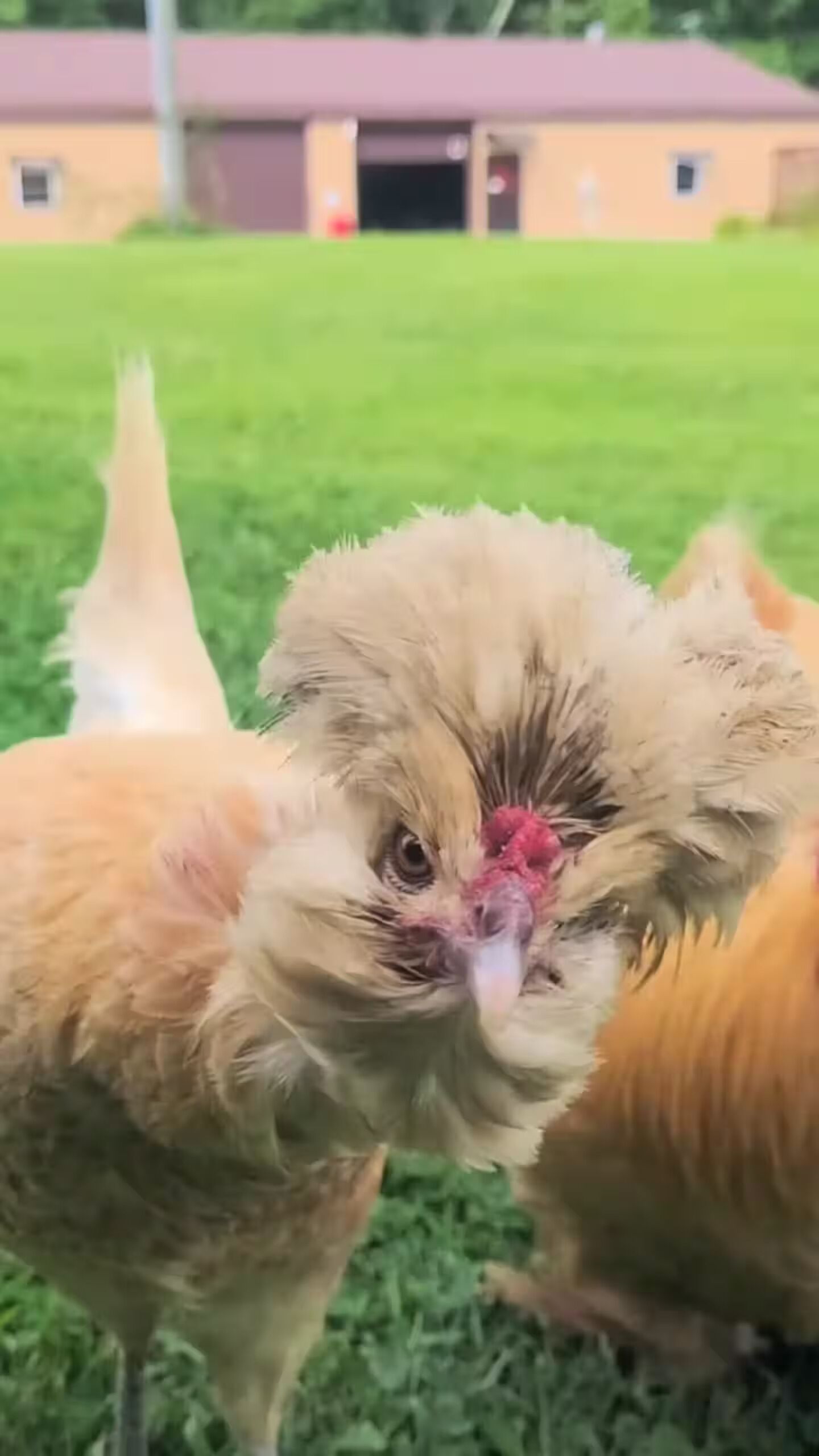 Primer plano de una gallina con una cresta roja y plumas esponjosas.