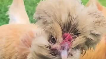 Primer plano de una gallina con una cresta roja y plumas esponjosas.