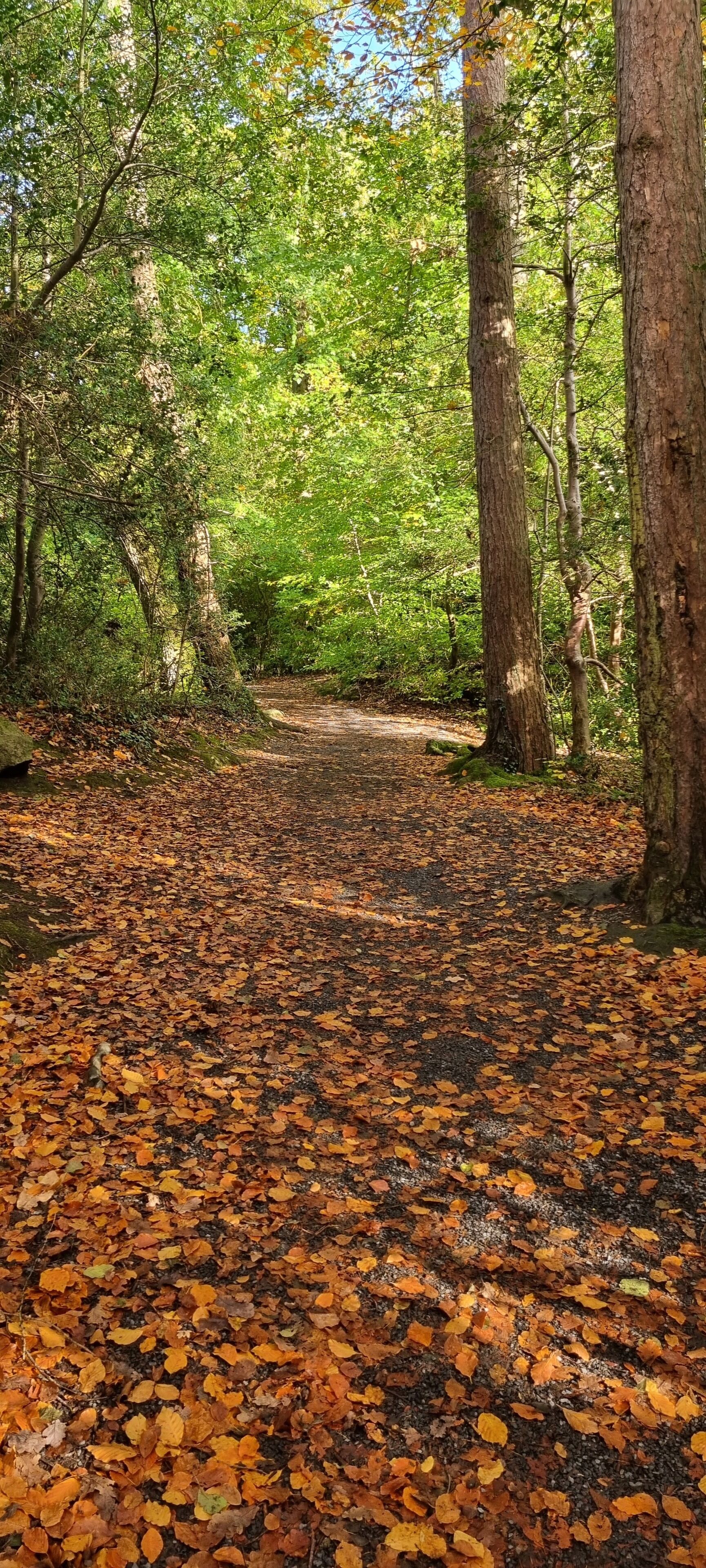 Un sentier forestier recouvert de feuilles mortes.