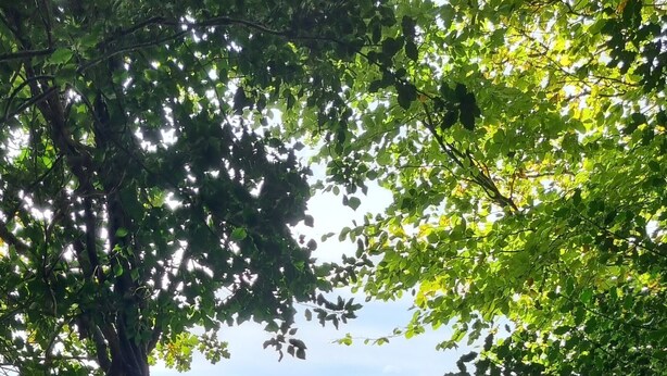 A wooden bridge leading to a grassy area with a dog walking on it. - The Nook is a cosy holiday let in Rostrevor at the foot of the Mourne mountains. (Rostrevor)