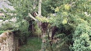 A narrow stone pathway flanked by lush greenery and a stone wall. - Large duplex with garden in Auray town center (Auray)