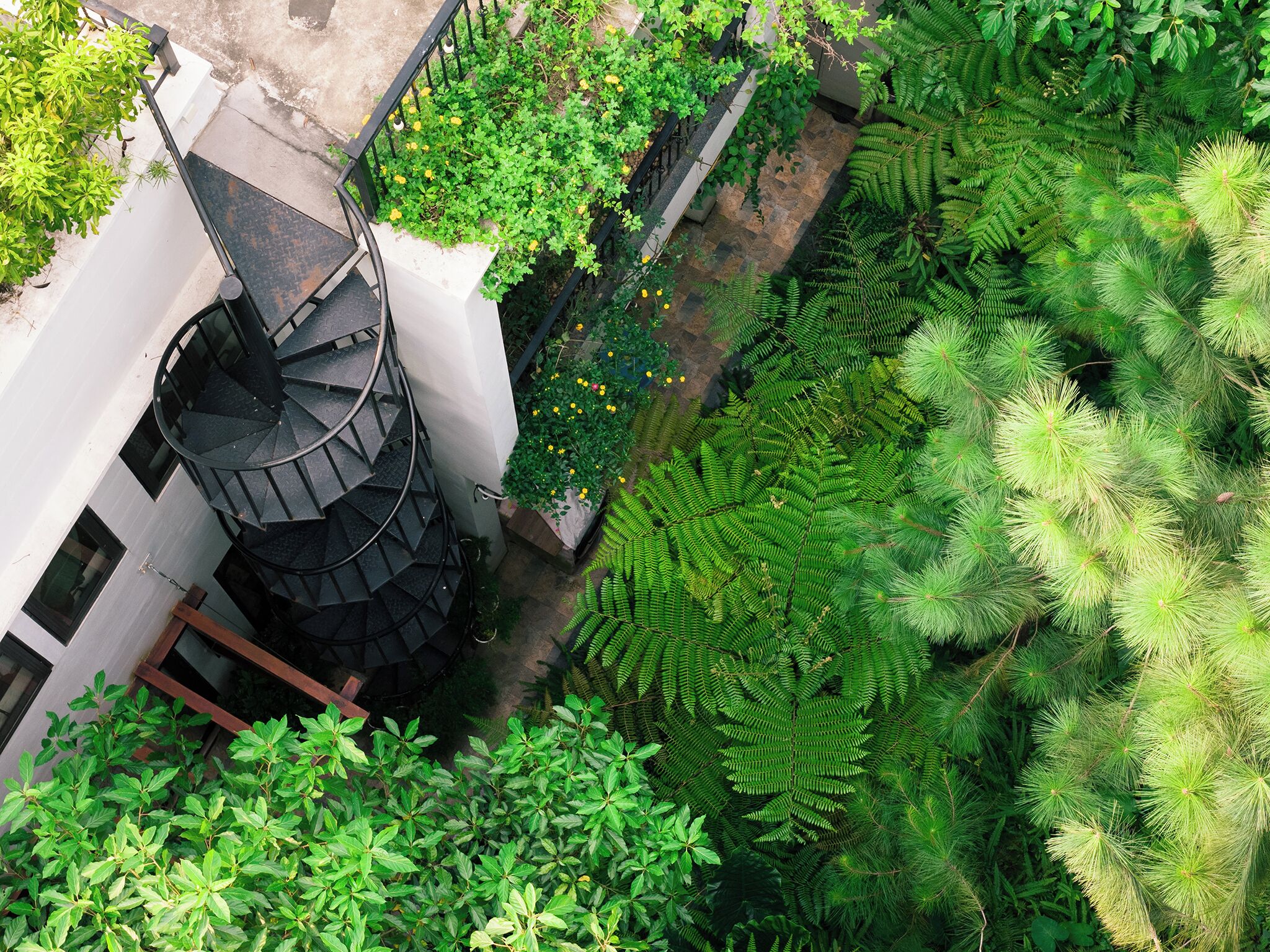 Un jardín en la azotea con una escalera en espiral, plantas verdes exuberantes y diversas helechos.