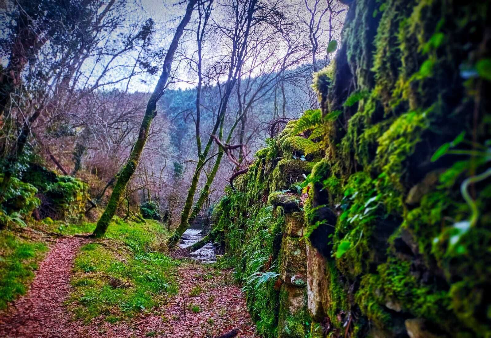 Un sendero en el bosque con un muro de roca cubierto de musgo a un lado.