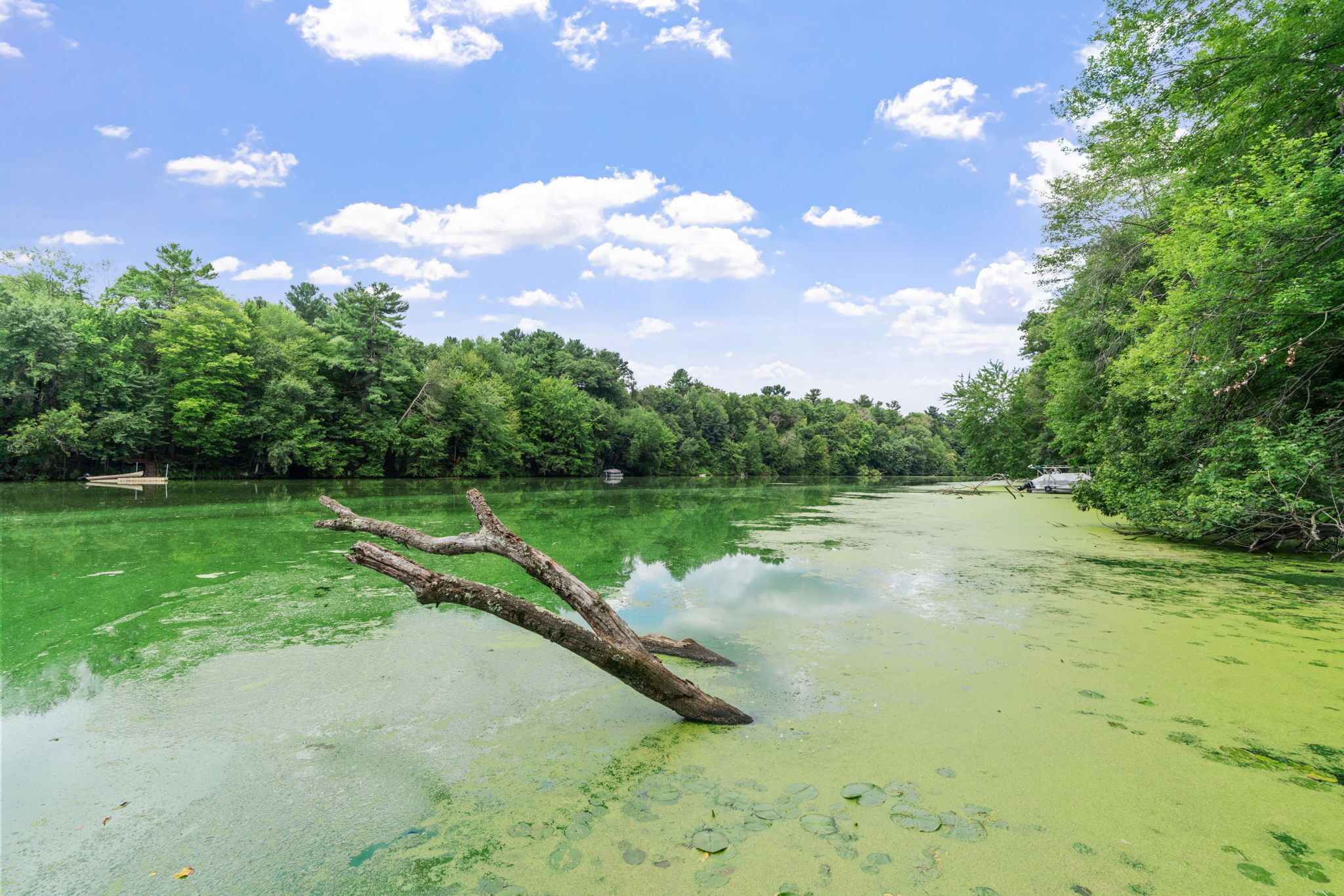 A calm river with green water, surrounded by dense trees and a clear sky.