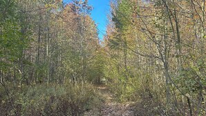 A forest path with dense trees and dry leaves on the ground. - Cozy Fall Getaway- 35 Min to Bills Stadium- Wineries + Trails (Silver Creek)
