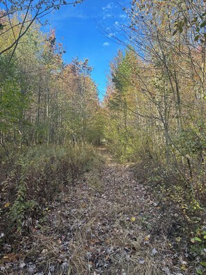 A forest path with dense trees and dry leaves on the ground. - Cozy Fall Getaway- 35 Min to Bills Stadium- Wineries + Trails (Silver Creek)