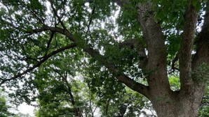 A park with a large tree, grassy areas, and orange flowers. - The Carriage House in East Lawrence (Lawrence)