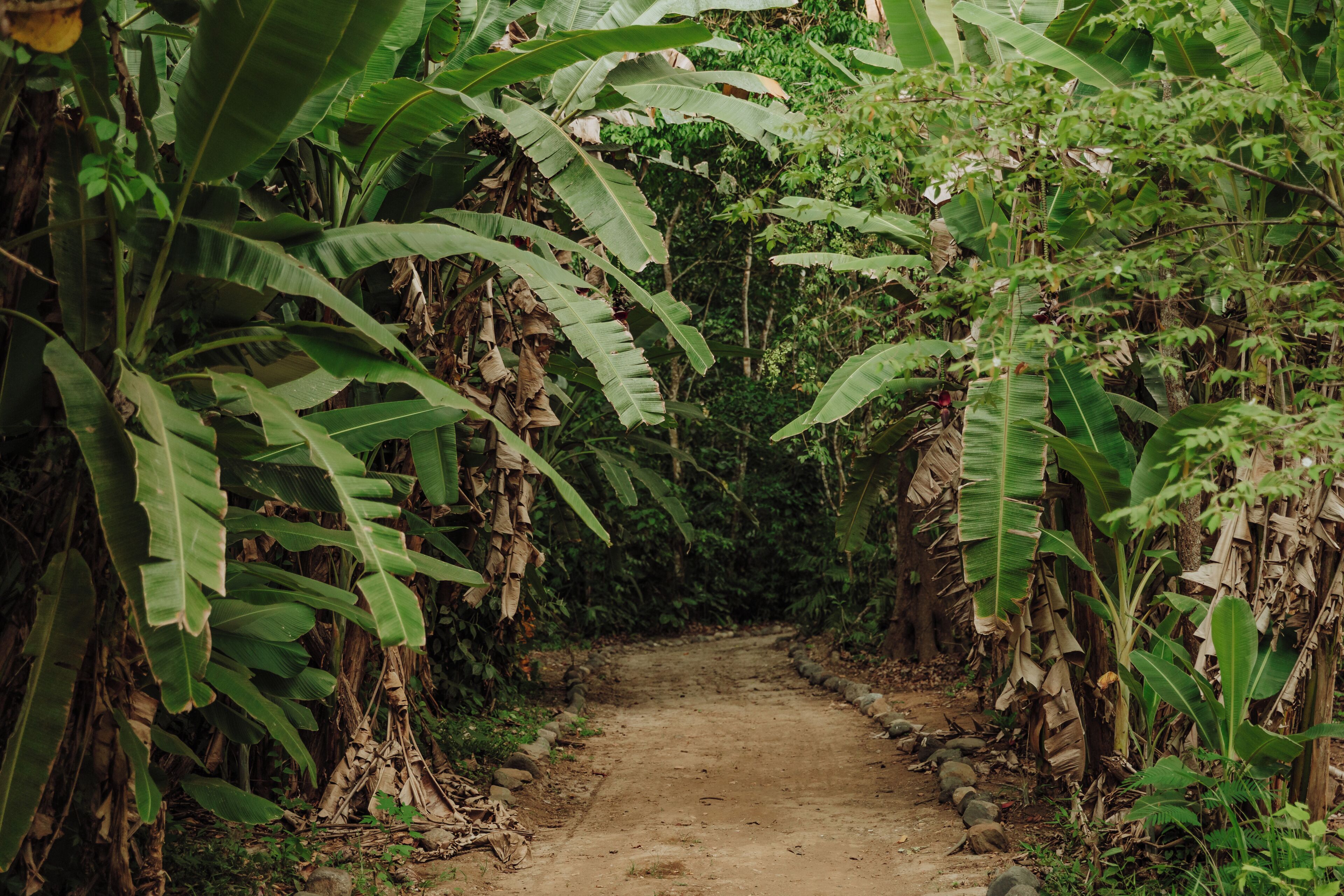 Un sentier de terre bordé de bananiers et d’une végétation luxuriante.
