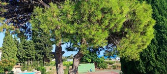 Farmhouse with swimming pool and tennis on a 1 hectare estate of orange and olive trees, 1 km from the sea.