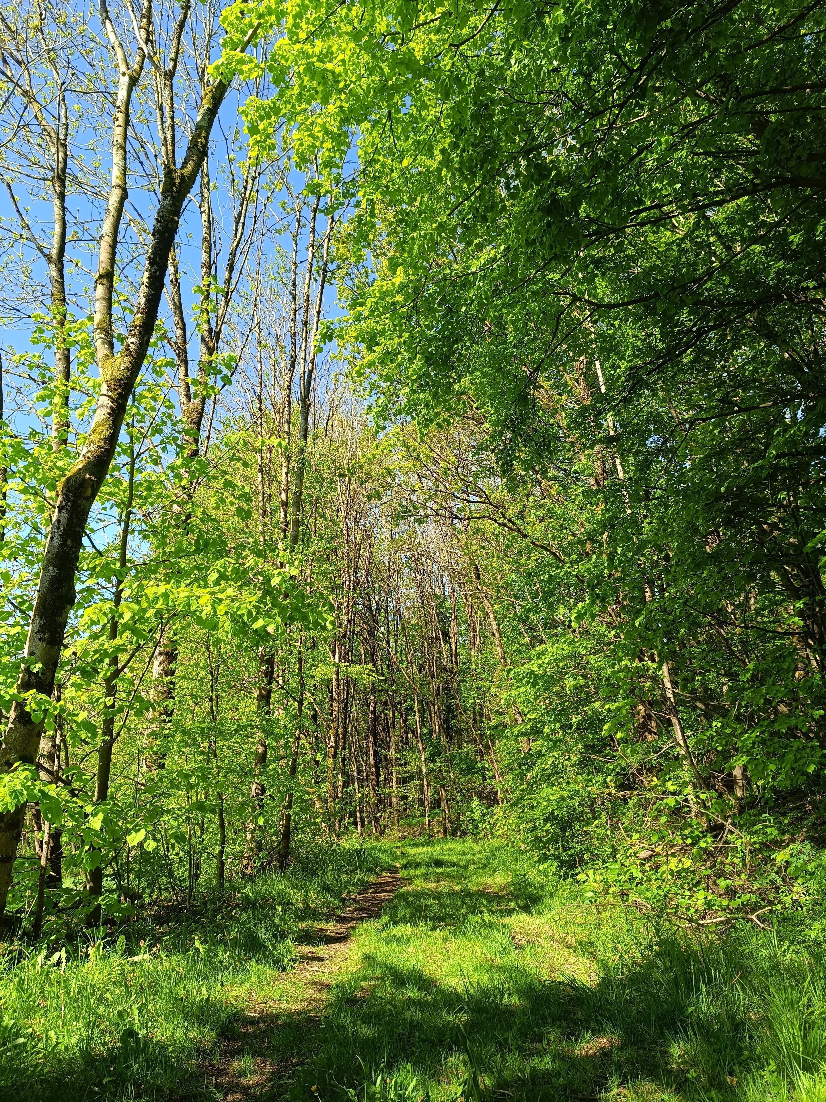 Ein Waldpfad, umgeben von hohen Bäumen und dichtem Grün.