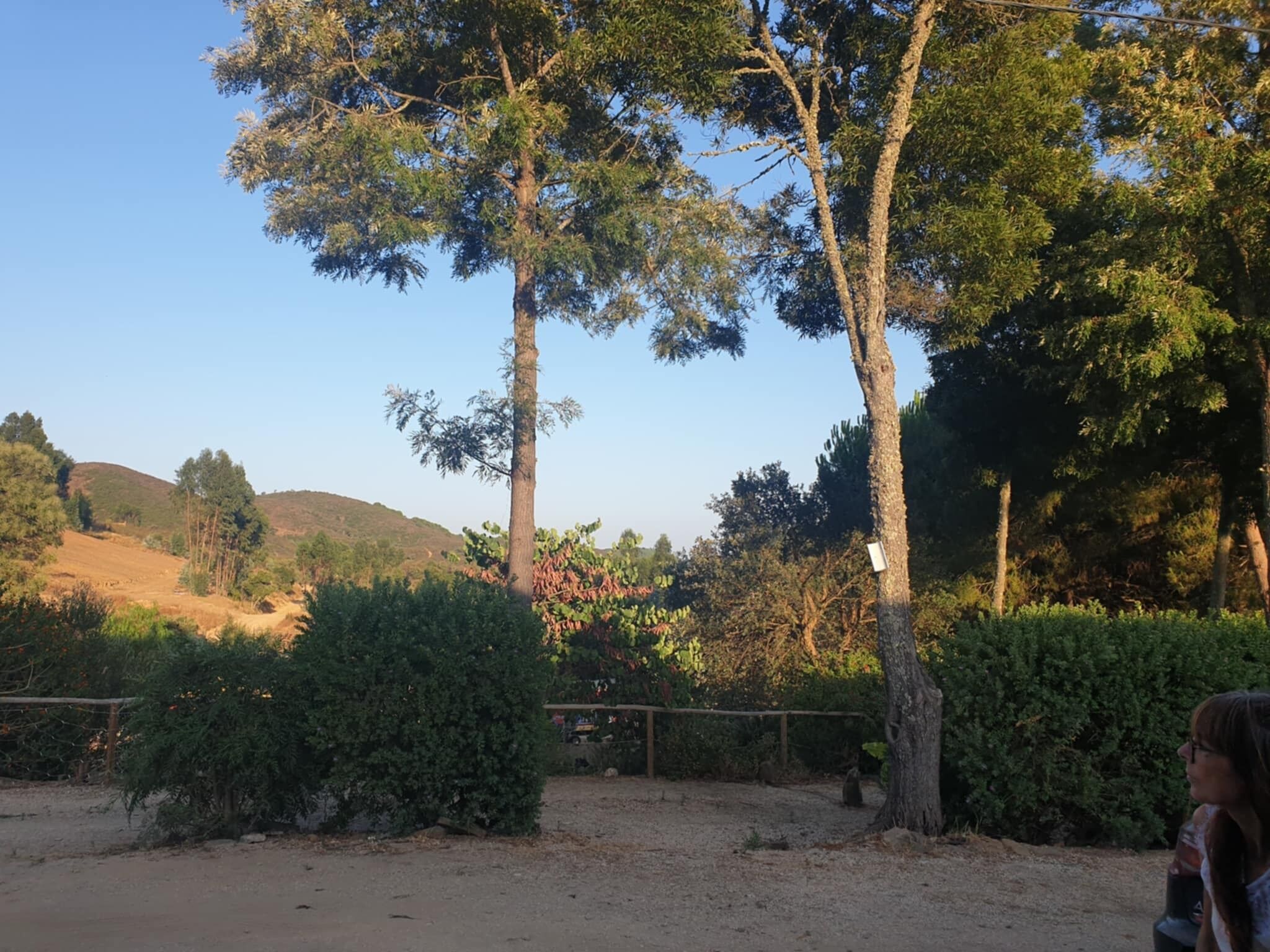 A natural landscape with trees, a dirt path, and a fence.