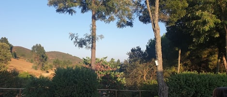 Un paysage naturel avec des arbres, un sentier de terre et une clôture.