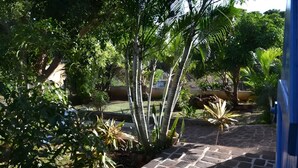 A garden with various plants and a stone pathway.
