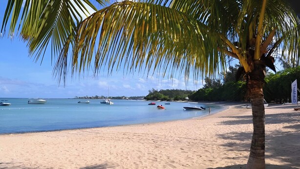 A beach with a palm tree, clear blue water, and boats.