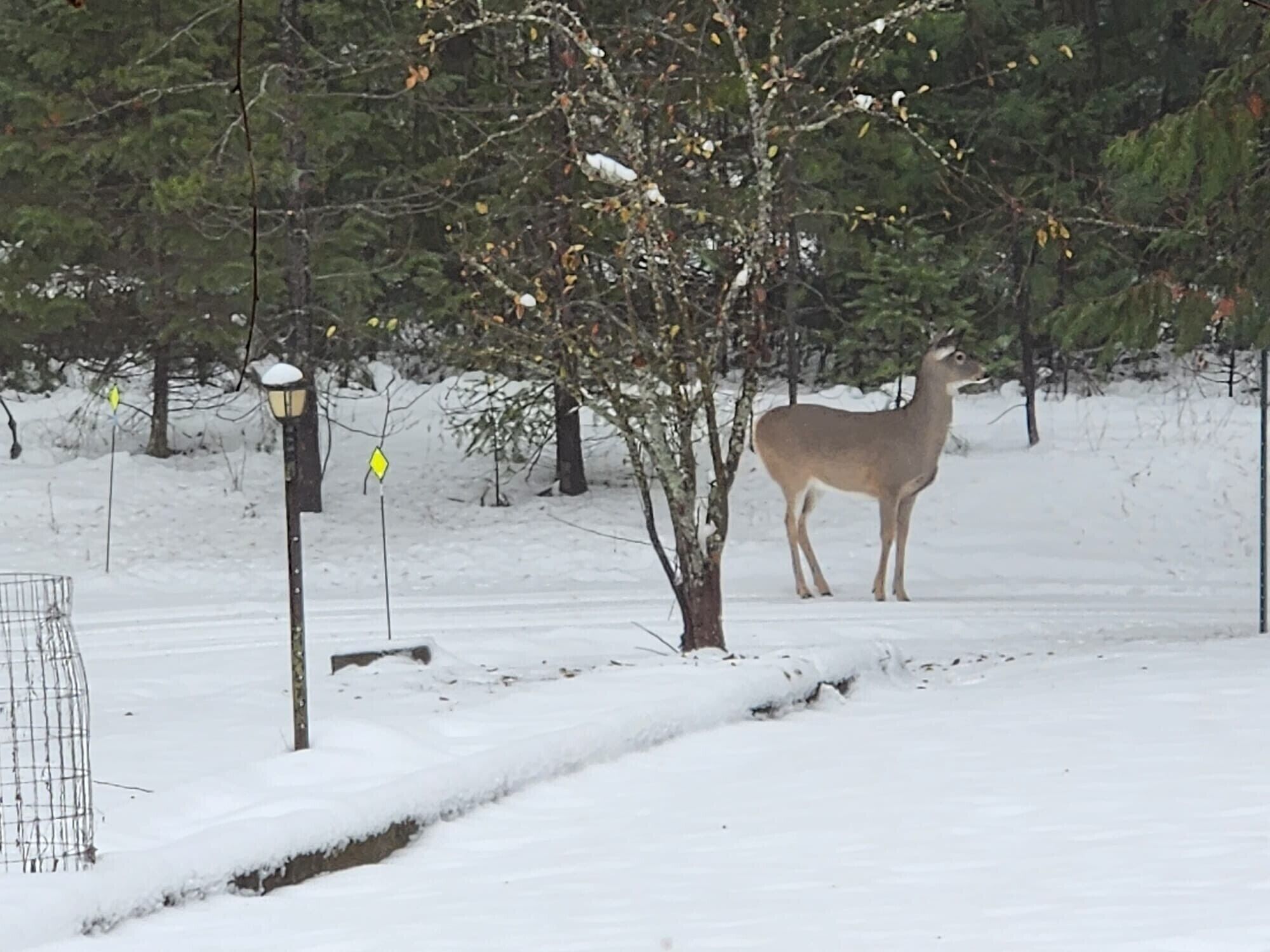 Deer grazing in the front yard.