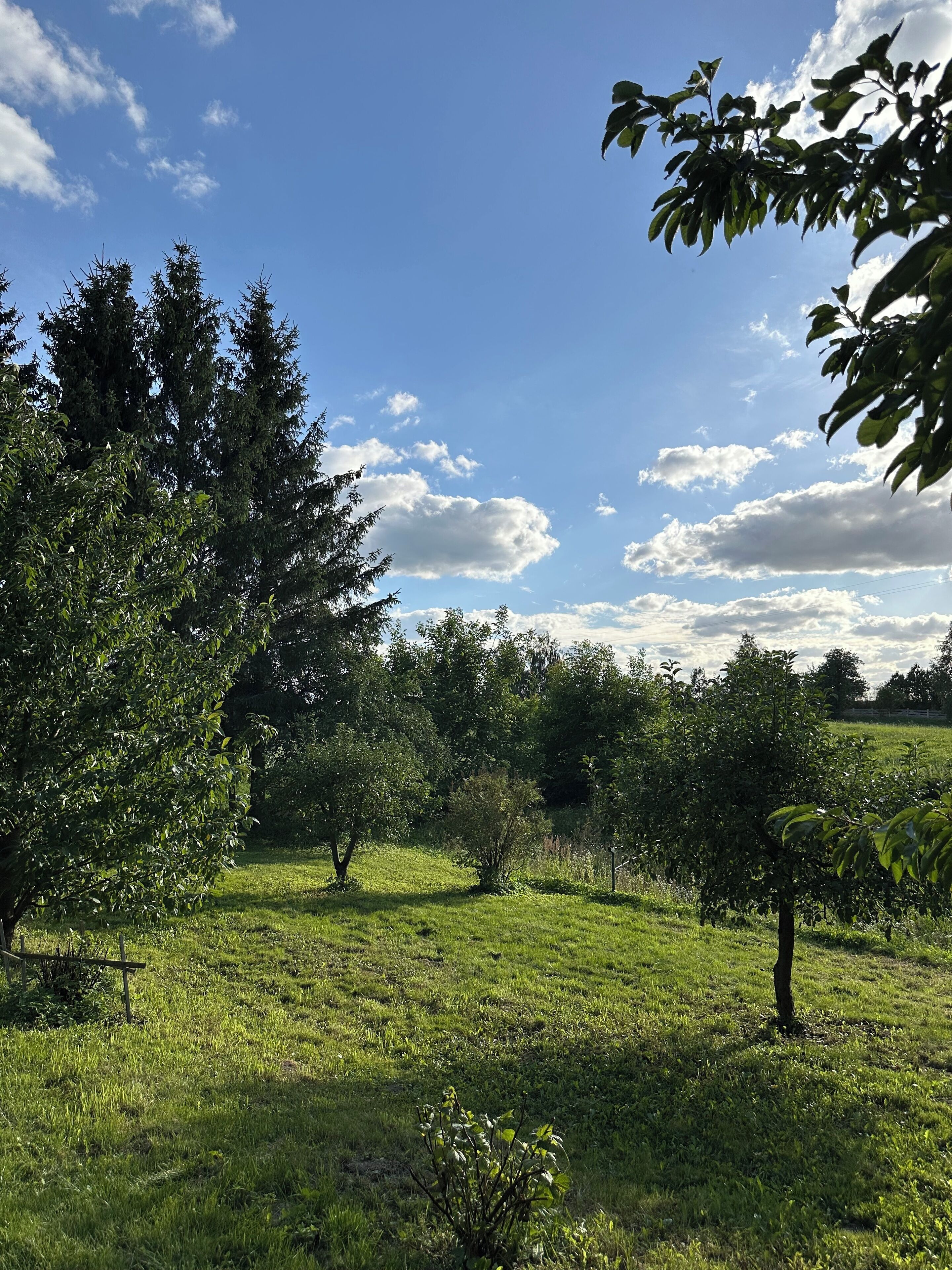 Un campo cubierto de hierba con árboles y cielo despejado.