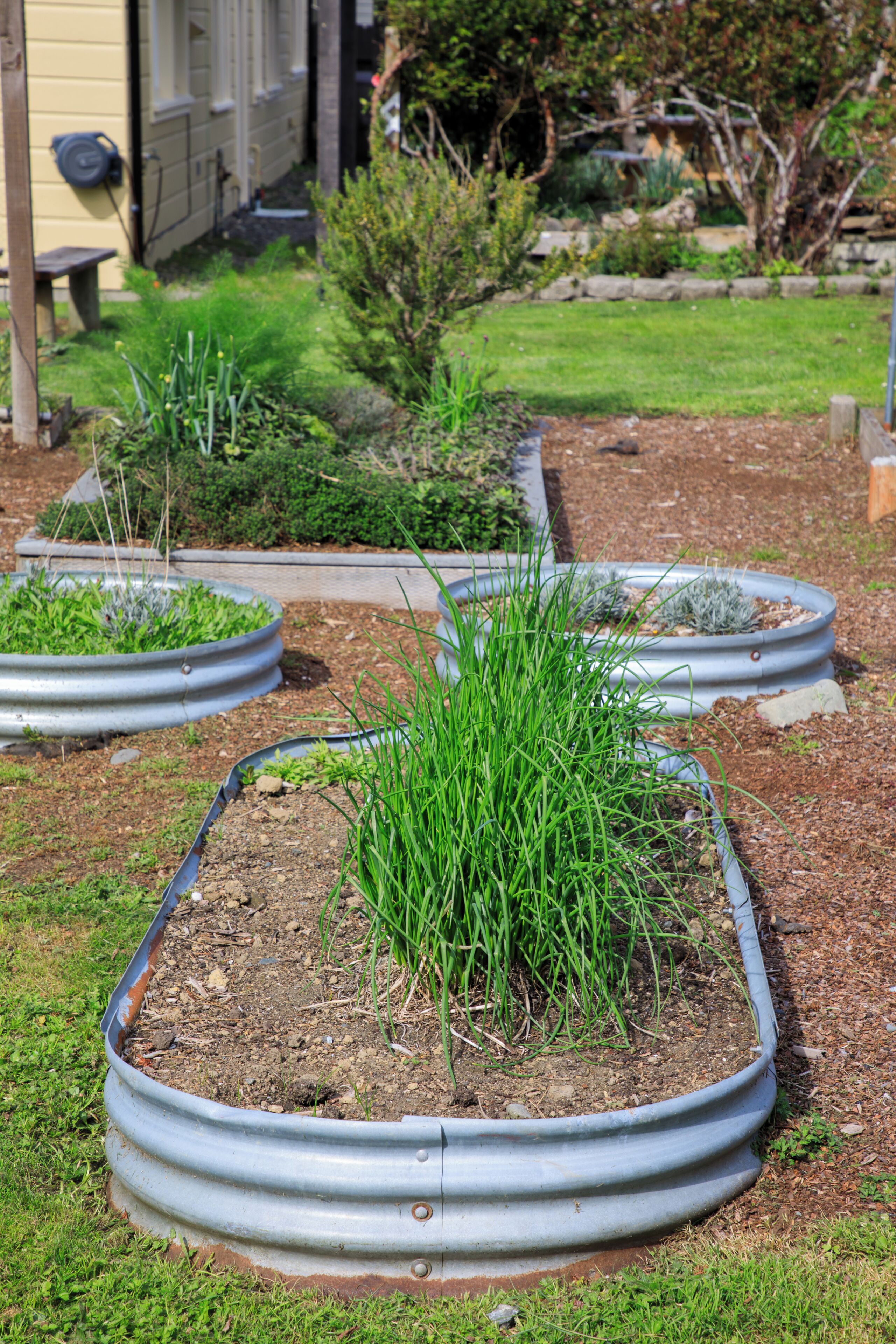 A garden with raised metal beds containing various plants.