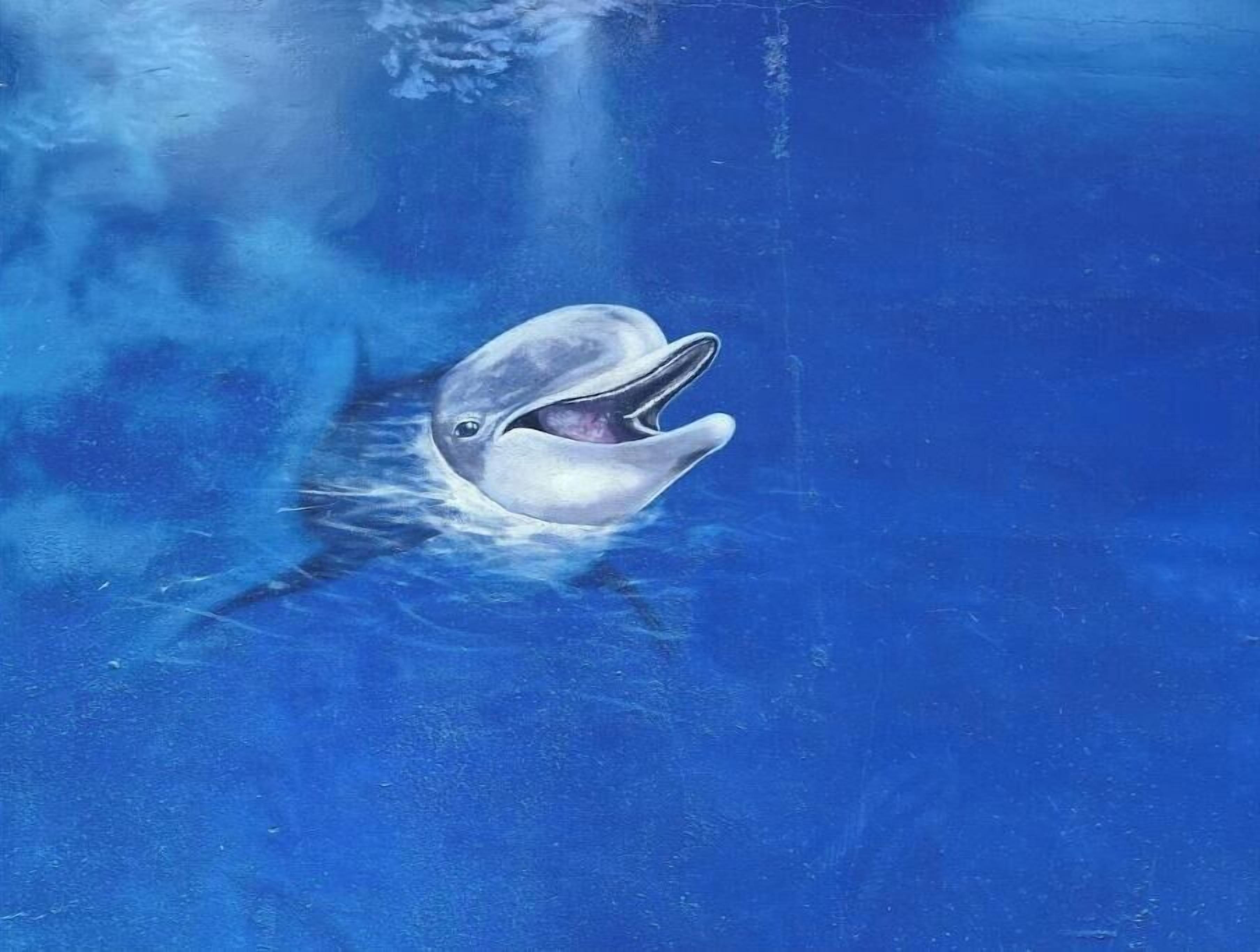 A dolphin swimming in clear blue water.