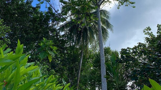 A tree with a clear sky in the background. - CATAMARAN SAILING CRUISE - BORA BORA: VERIFY AVAILABILITY BEFORE BOOKING! (Bora-Bora)