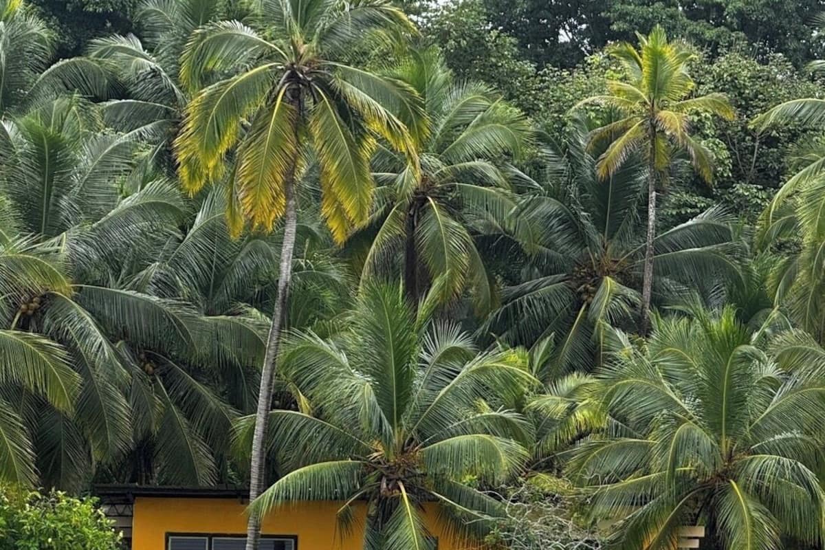 A yellow building with a small window and a door, surrounded by lush green palm trees.