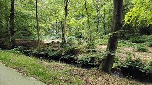 Une zone boisée avec un sentier dallé.