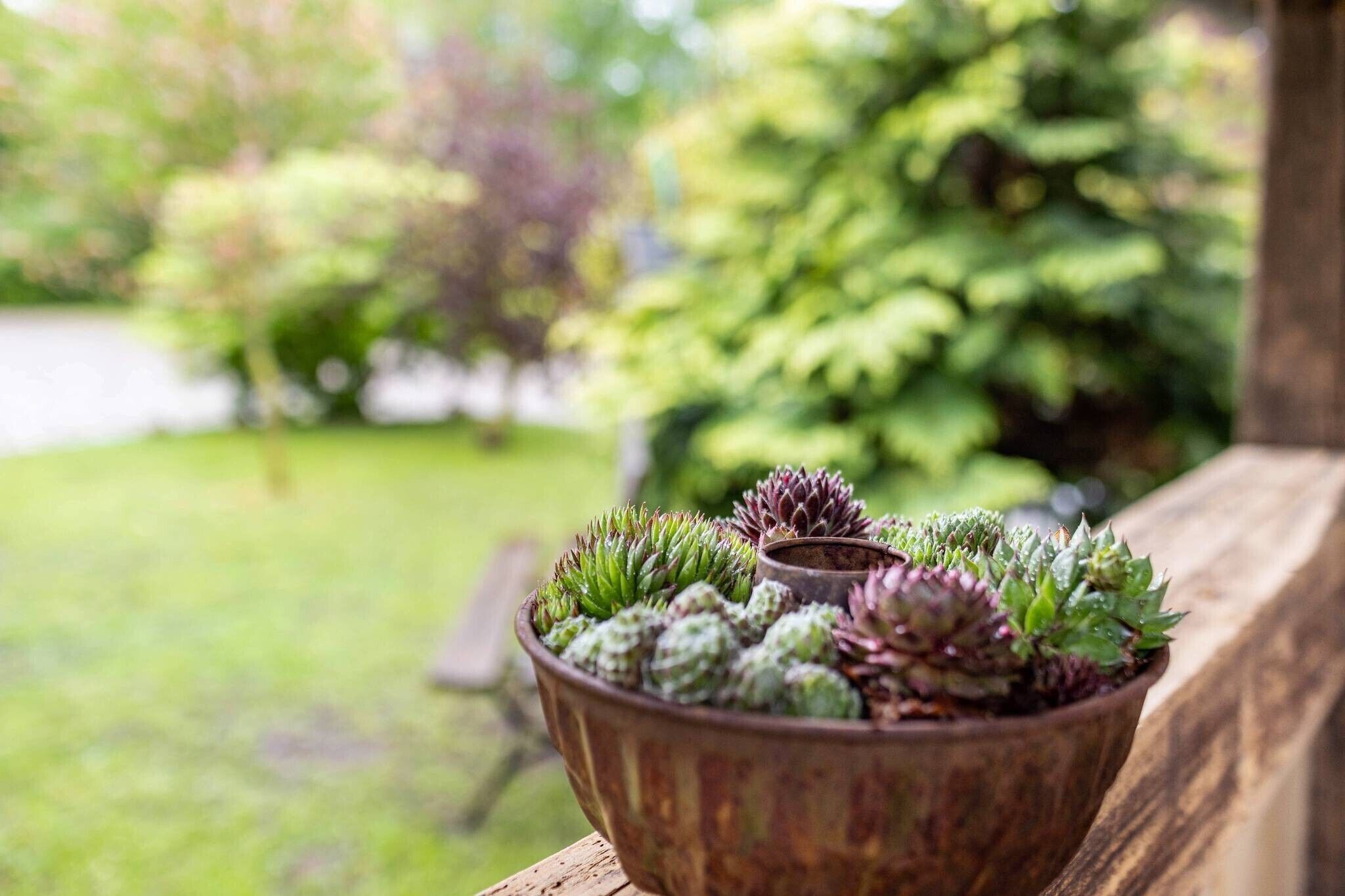 Une plante succulente en pot, placée sur une surface en bois, avec un jardin flou en arrière-plan.