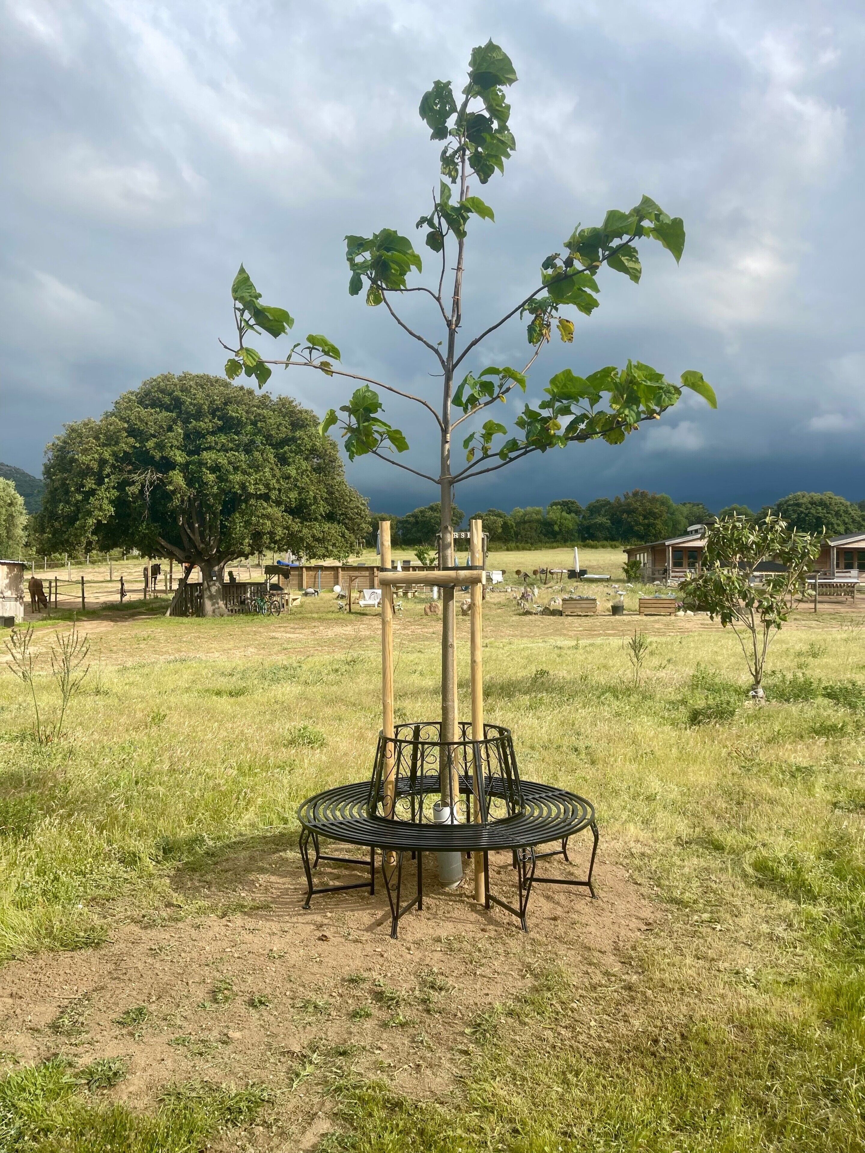 Een boom met een metalen tafel in een grasveld.